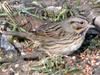 Lincoln's Sparrow (Melospiza lincolnii) - Wiki