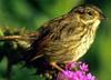 Swamp Sparrow (Melospiza georgiana) - Wiki