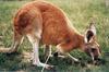 Red Kangaroo (Macropus rufus) - Wiki