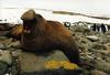 Southern Elephant Seal (Mirounga leonina) - Wiki
