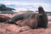 Northern Elephant Seal (Mirounga angustirostris) - Wiki