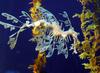 Leafy Sea Dragon (Phycodurus eques) - Wiki