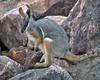 Yellow-footed Rock-wallaby (Petrogale xanthopus) - Wiki