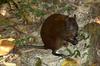 Musky Rat-kangaroo (Hypsiprymnodon moschatus) - Wiki