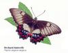 Orchard Swallowtail Butterfly (Papilio aegeus)