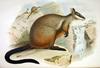 Brush-tailed Rock-wallaby (Petrogale penicillata) - Wiki