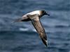 Sooty Albatross (Genus Phoebetria) - Wiki