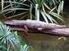 Freshwater Crocodile,Johnston's Crocodile (Crocodylus johnstoni) - Wiki