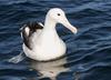 Southern Royal Albatross (Diomedea epomophora) - Wiki