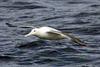 Southern Royal Albatross (Diomedea epomophora) flying