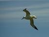 Northern Royal Albatross (Diomedea sanfordi) - Wiki