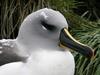 Grey-headed Albatross (Thalassarche chrysostoma) - Wiki
