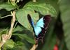 Ulysses Butterfly (Papilio ulysses), crop