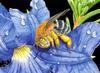 Blue-banded Bee (Amegilla pulchra)