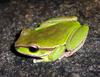 Blue Mountains Tree Frog (Litoria citropa) green morph