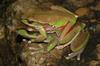 Blue Mountains Tree Frog (Litoria citropa) mating