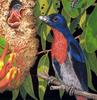 Mistletoebird (Dicaeum hirundinaceum) - Wiki