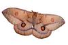 Emperor Gum-moth (Opodiphthera eucalypti) - Wiki