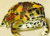 Holy Cross Frog (Notaden bennettii) - Wiki