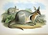 Bridled Nail-tail Wallaby (Onychogalea fraenata) - Wiki