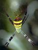 St Andrew's Cross Spider (Argiope aetherea) - Wiki
