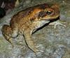 Cane Toad (Bufo marinus) - Wiki
