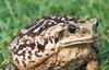 Cane Toad (Bufo marinus) lightly coloured