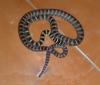 Ornate Flying Snake (Chrysopelea ornata) - Wiki