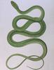 Green Tree Snake (Dendrelaphis punctulata) - Wiki