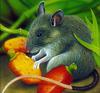 Giant White-tailed Rat (Uromys caudimaculatus) - Wiki