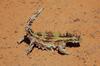 Thorny Devil (Moloch horridus) - Wiki