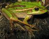 Green and Golden Bell Frog (Litoria aurea) - Wiki