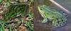 Green and Golden Bell Frog (Litoria aurea) comparison with Genus Rana