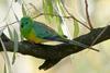 Red-rumped Parrot (Psephotus haematonotus), Australia