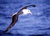 Black-browed Albatross (Thalassarche melanophrys) - Wiki
