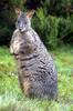 Tasmanian Pademelon (Thylogale billardierii) - Wiki
