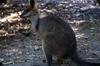 Swamp Wallaby (Wallabia bicolor) - Wiki