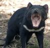 Tasmanian Devil (Sarcophilus harrisii) - Wiki