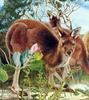 Western Grey Kangaroo (Macropus fuliginosis)