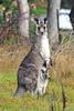 Eastern Grey Kangaroo (Macropus giganteus) - Wiki