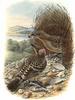 Great Bowerbird (Chlamydera nuchalis) - Wiki