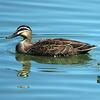 Pacific Black Duck (Anas superciliosa) - Wiki