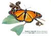 Wanderer butterfly (Danaus plexippus)