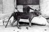 Thylacine (Thylacinus cynocephalus) - Wiki