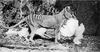 Thylacine (Thylacinus cynocephalus)