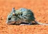 Spinifex Hopping Mouse (Notomys alexis) - Wiki