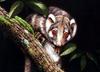 Green Ringtail Possum (Pseudochirops archeri) - Wiki