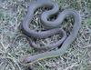 Eastern Yellowbelly Racer (Coluber constrictor flaviventris) - Wiki