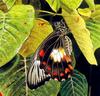 Ambrax Swallowtail (Papilio ambrax egipius)