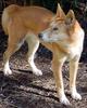 Dingo (Canis lupus dingo) - Wiki